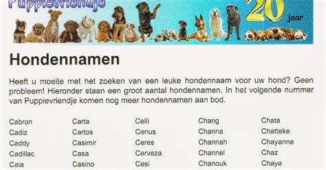 lieve hondennamen|Top 100 hondennamen